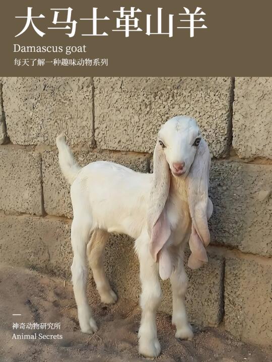 每天了解一种趣味动物👀大马士革山羊