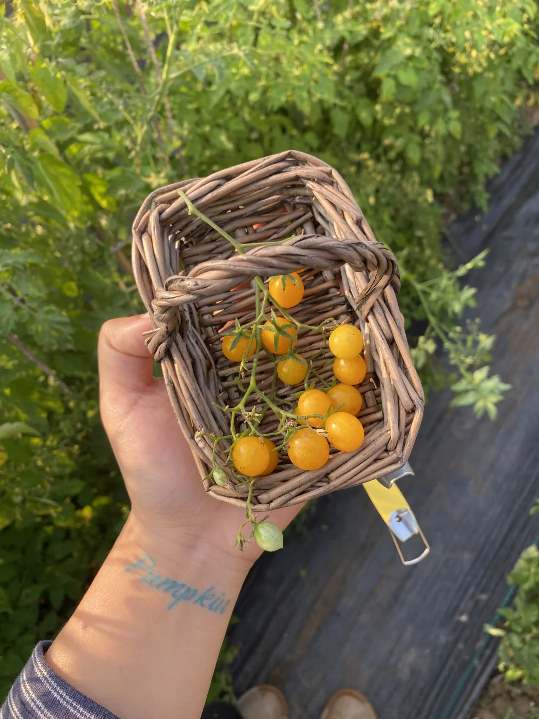 小篮子和小番茄是绝配🧺🍅