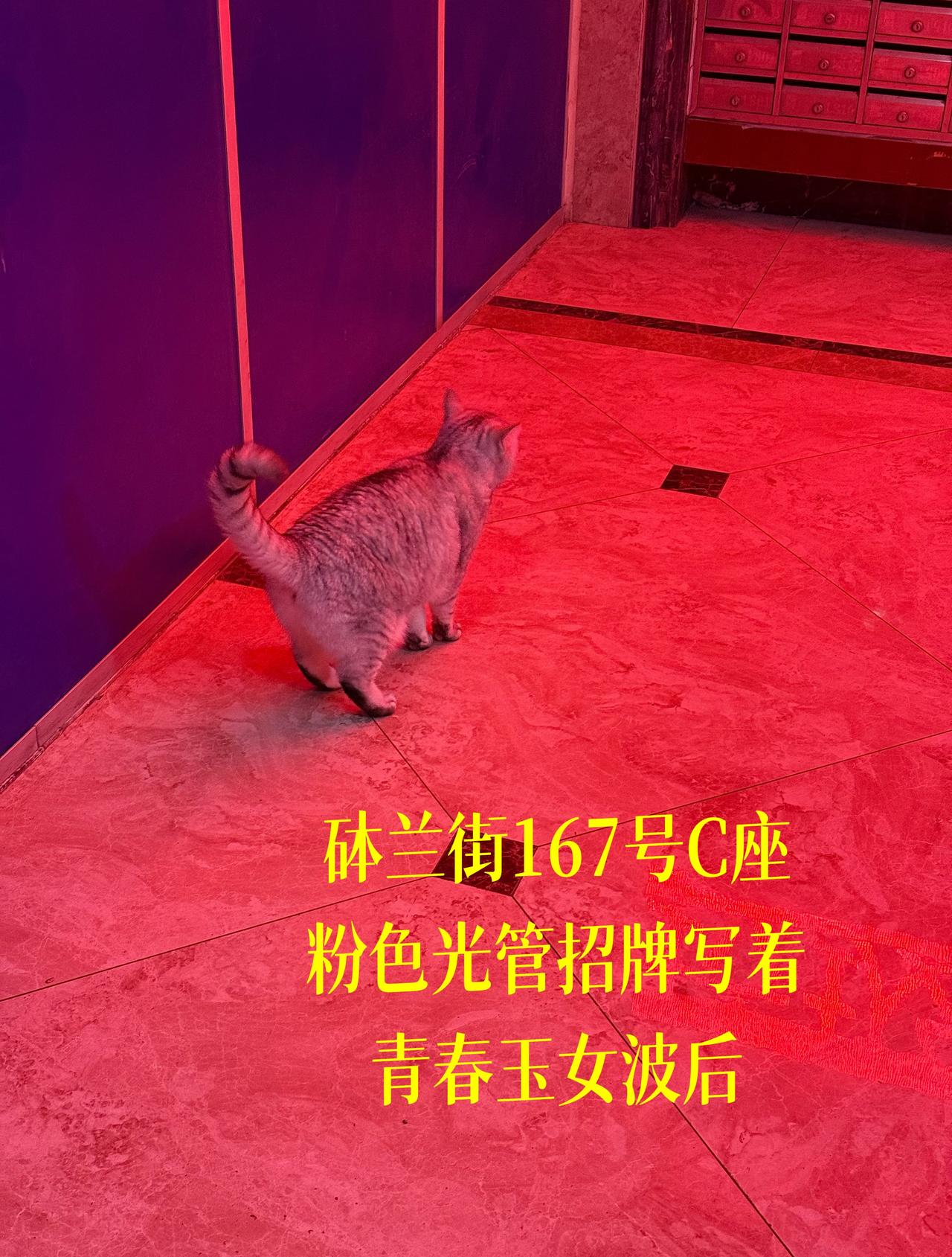 饮食逐渐趋于异食化，西红柿配牛奶味儿橡皮我都能吃下，产生一种潜力无限的力量。 ​