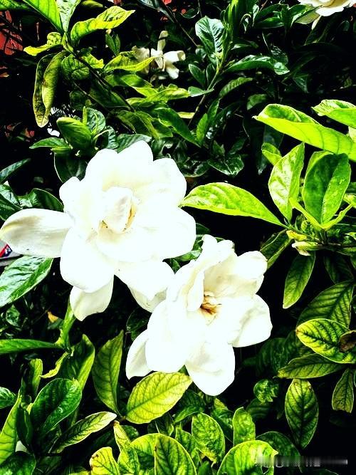 《咏栀子》
翠叶横排依路旁，
素葩凝雪递清芳。
不趋温室争春色，
甘守长街送夏凉