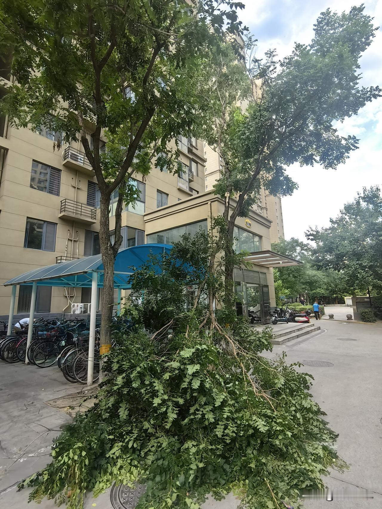 【实拍｜大风过境石家庄  小区大树枝干断裂】7月4日晚间，石家庄遭遇大风天气，城