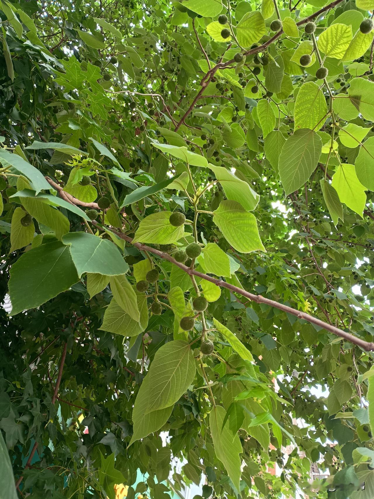千山迎旭日
万水送夕阳
——天空灰蒙蒙的，看不见蓝天白云以及旭日东升！