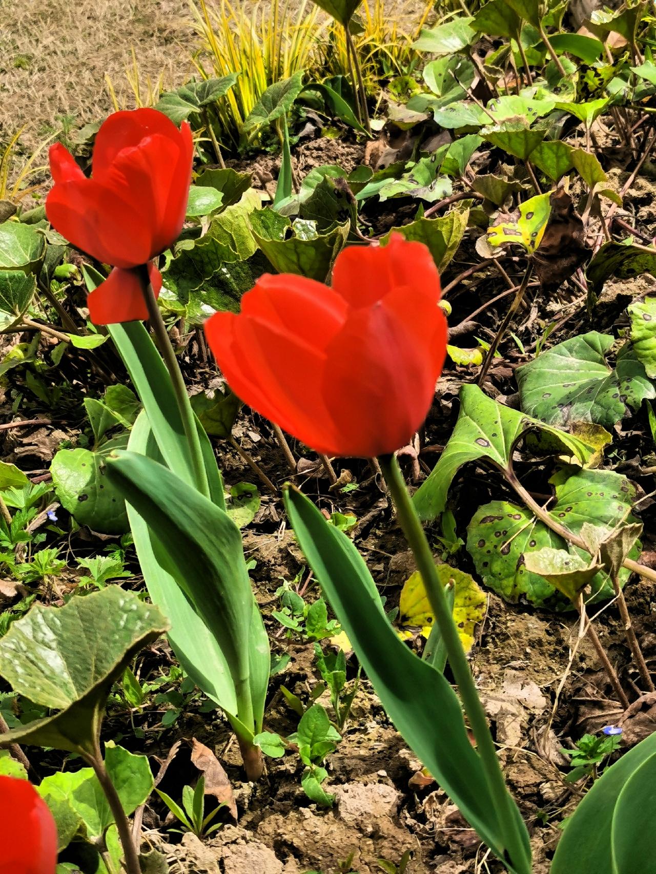 红色郁金香很可爱晒图笔记大赛郁金香一角 花卉郁金香 紫色郁金香花海  

春日偶