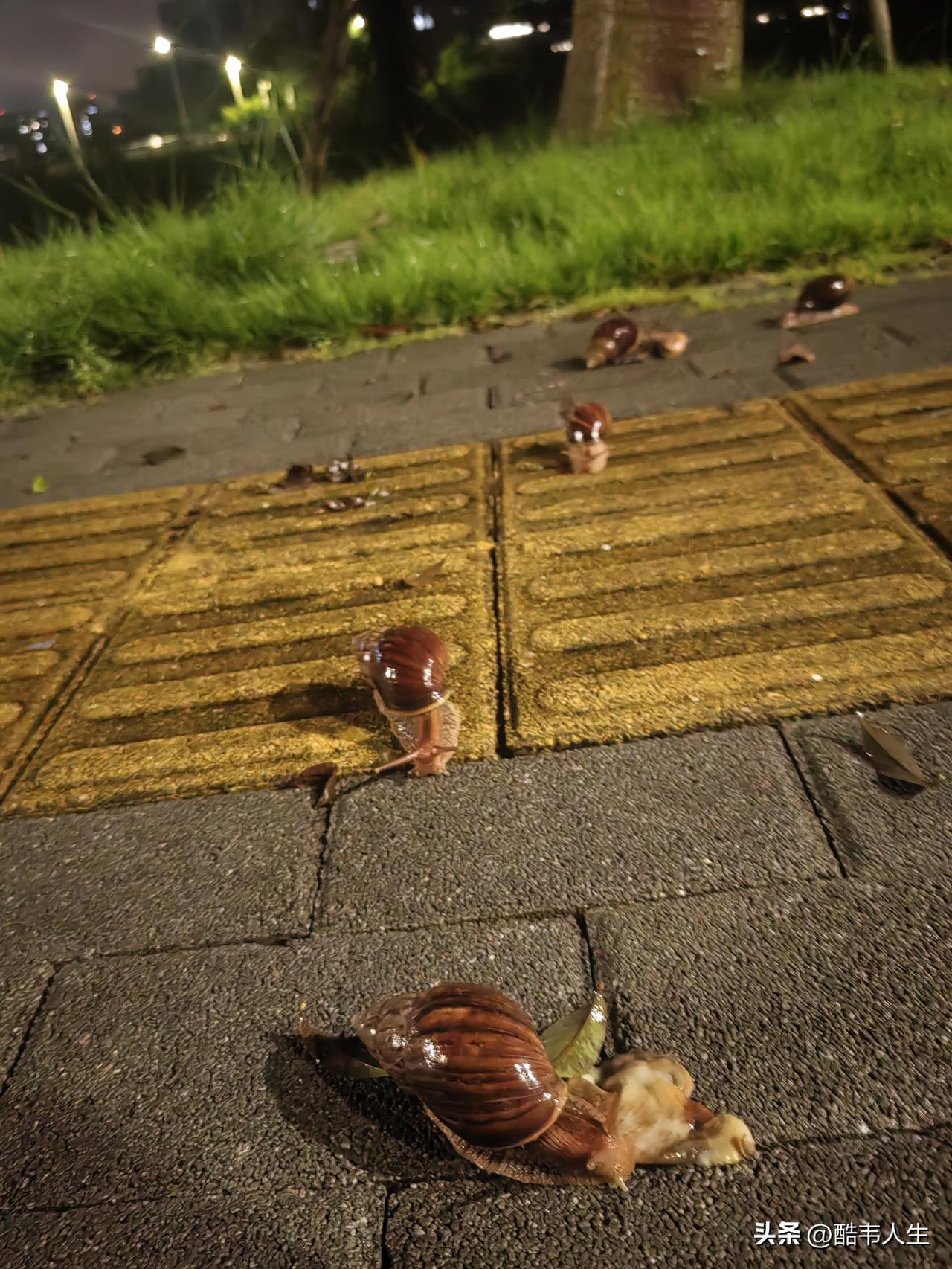 说一个事，浅浅地谈一下看法。这几天一直下雨，下雨过后，河边绿道爬上来很多的蜗牛。