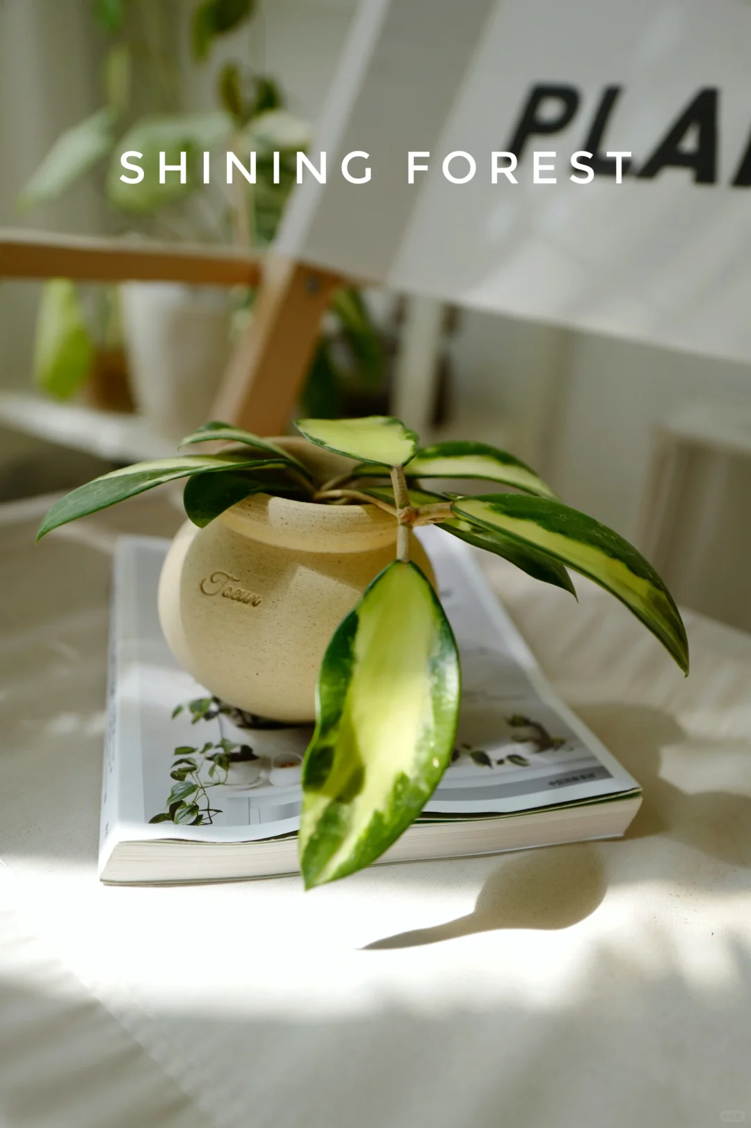 INFJ的植物搭子｜大叶寄生内锦球兰🪴