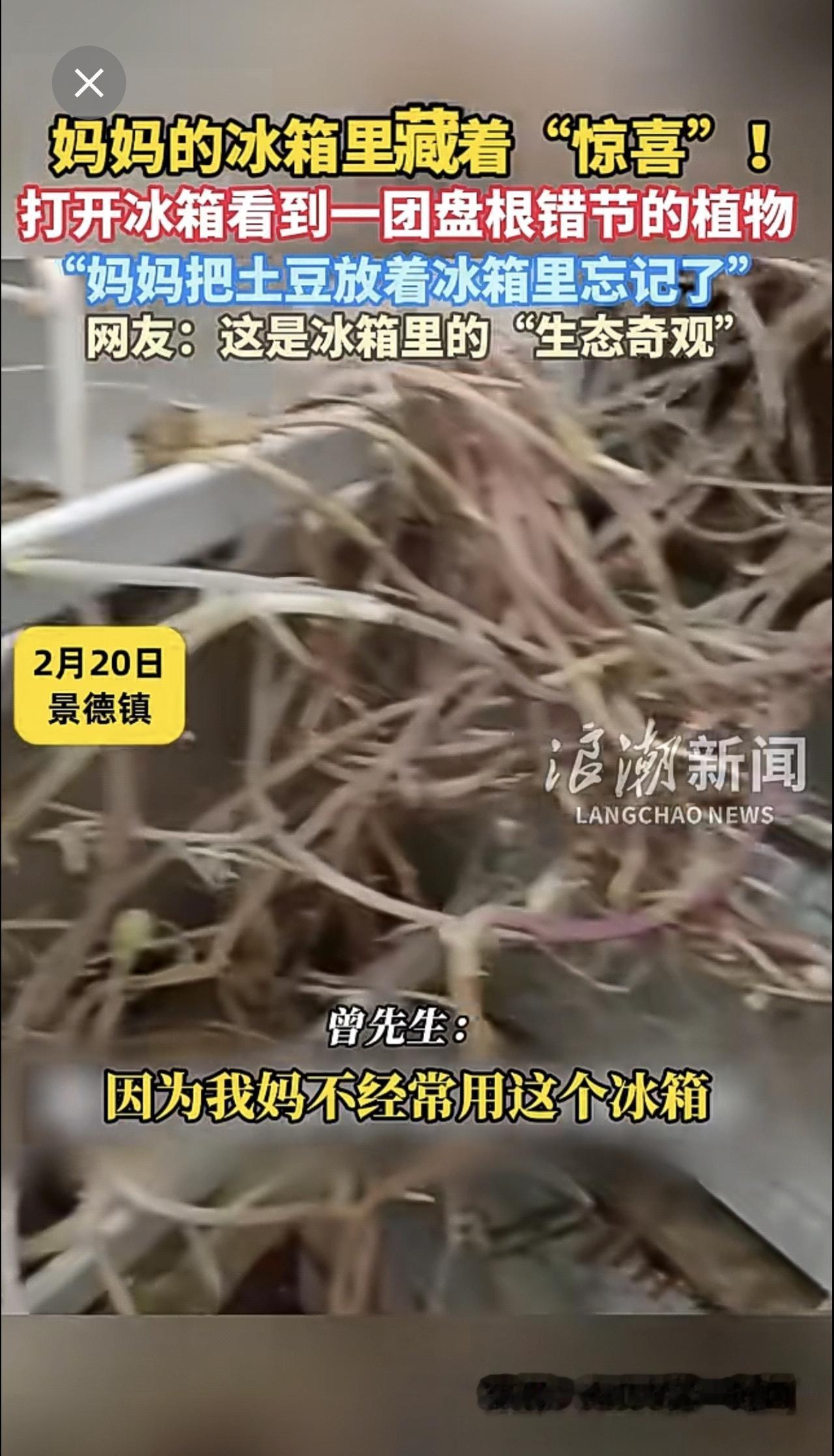 妈妈的冰箱里藏着“惊喜”！打开冰箱看到一团盘根错节的植物 “妈妈把土豆放着冰箱里