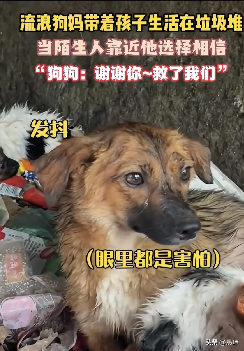 太可怜了！这天一位小哥哥去跑步，当他跑到一个垃圾桶附近的时候，看到了无比凄惨的一