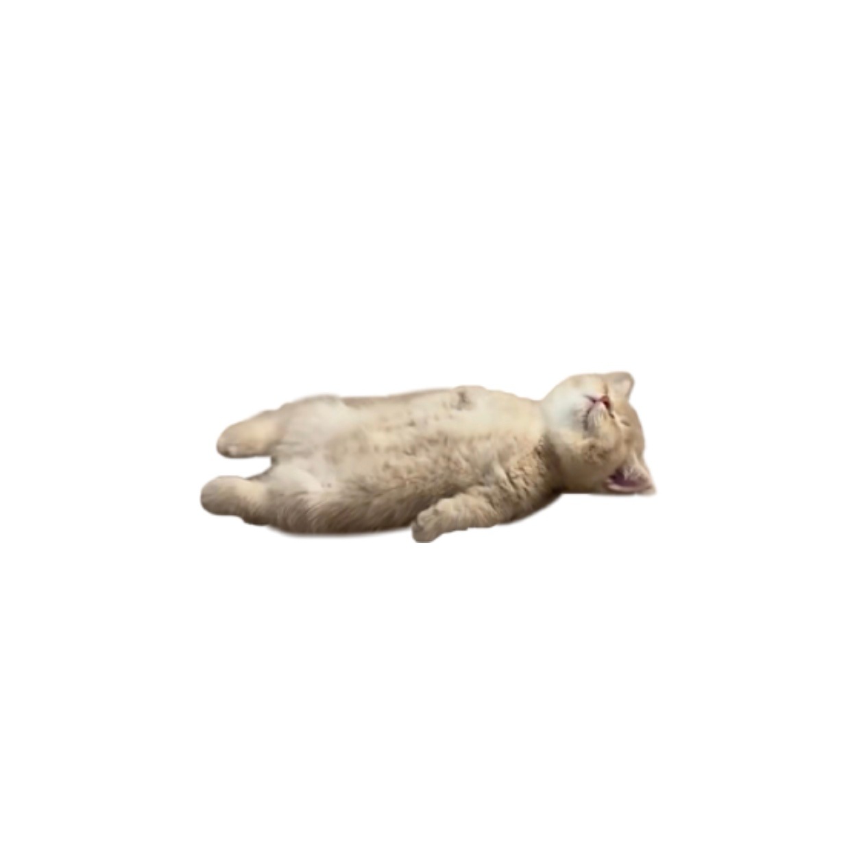 累鼠了 ​​​