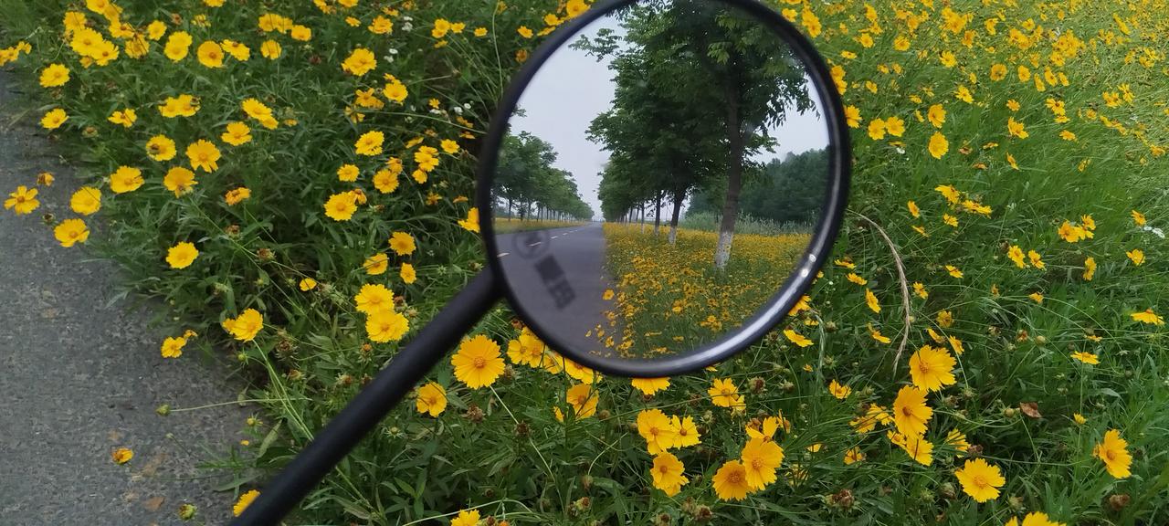 分享一张你最近拍的花