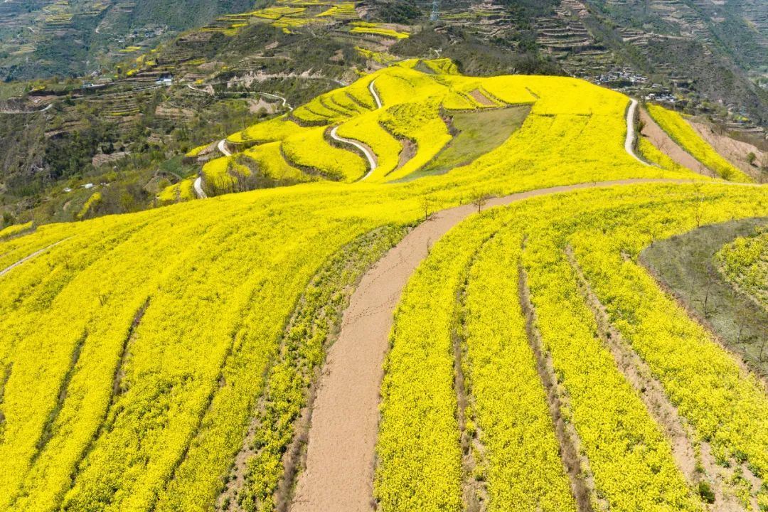#又闻到儿时菜籽油的清香味# 我童年在外婆家长大，永远记得外婆做饭时，等锅里烧得