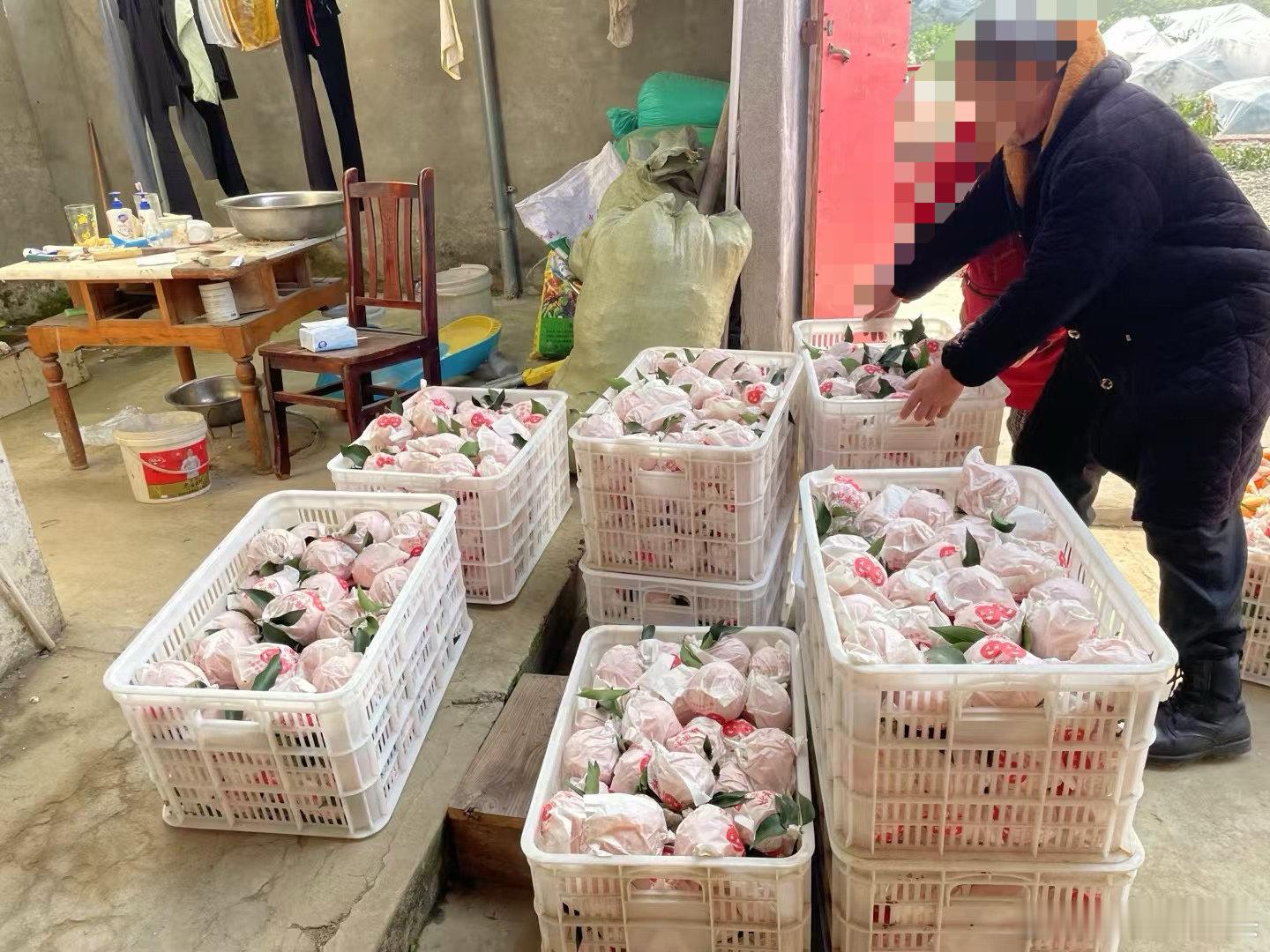 我们的果子正在奔赴而来的路上，带着满满的期待与欣喜，相信不久之后就能与大家相见。