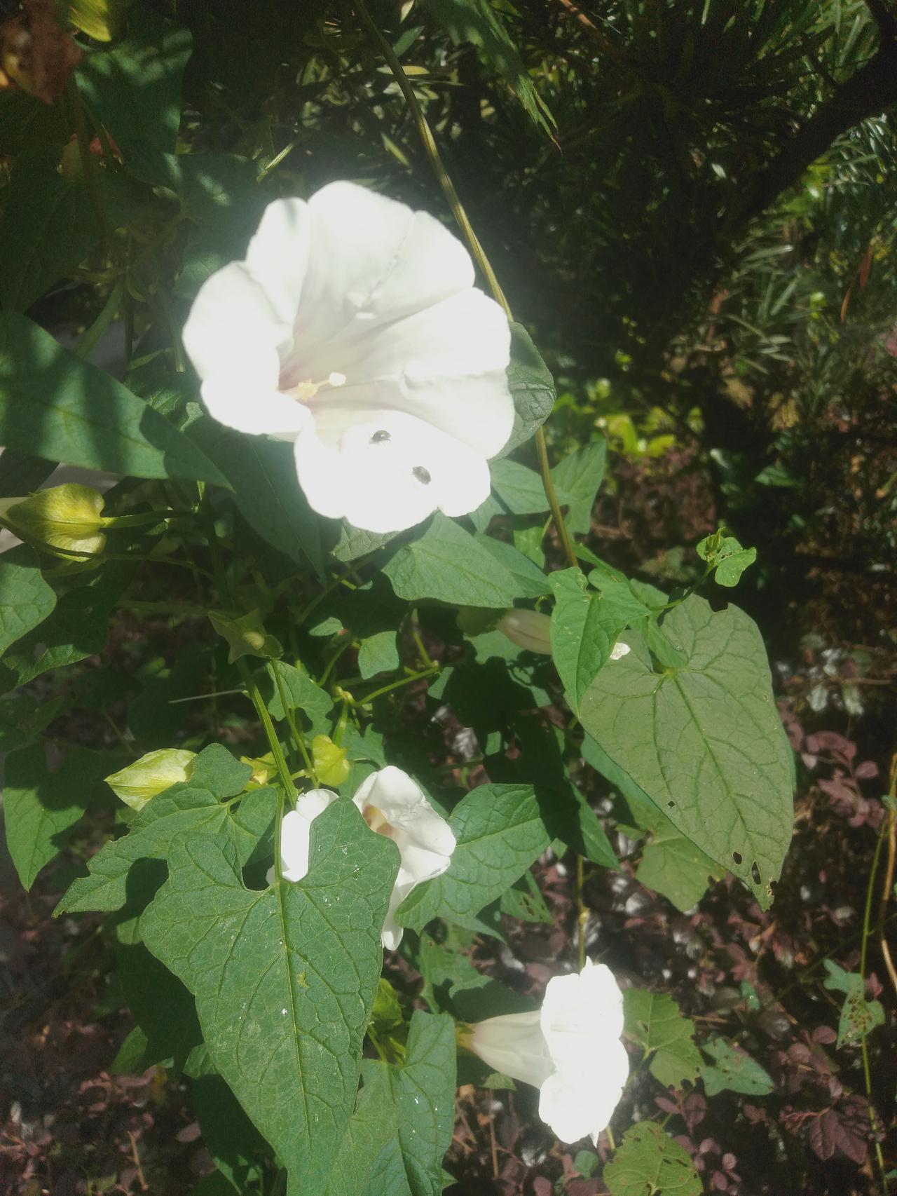这种花在我国广袤农村的房前屋后、田野地边随处可见。它绽放的花朵艳丽夺目，有粉红的