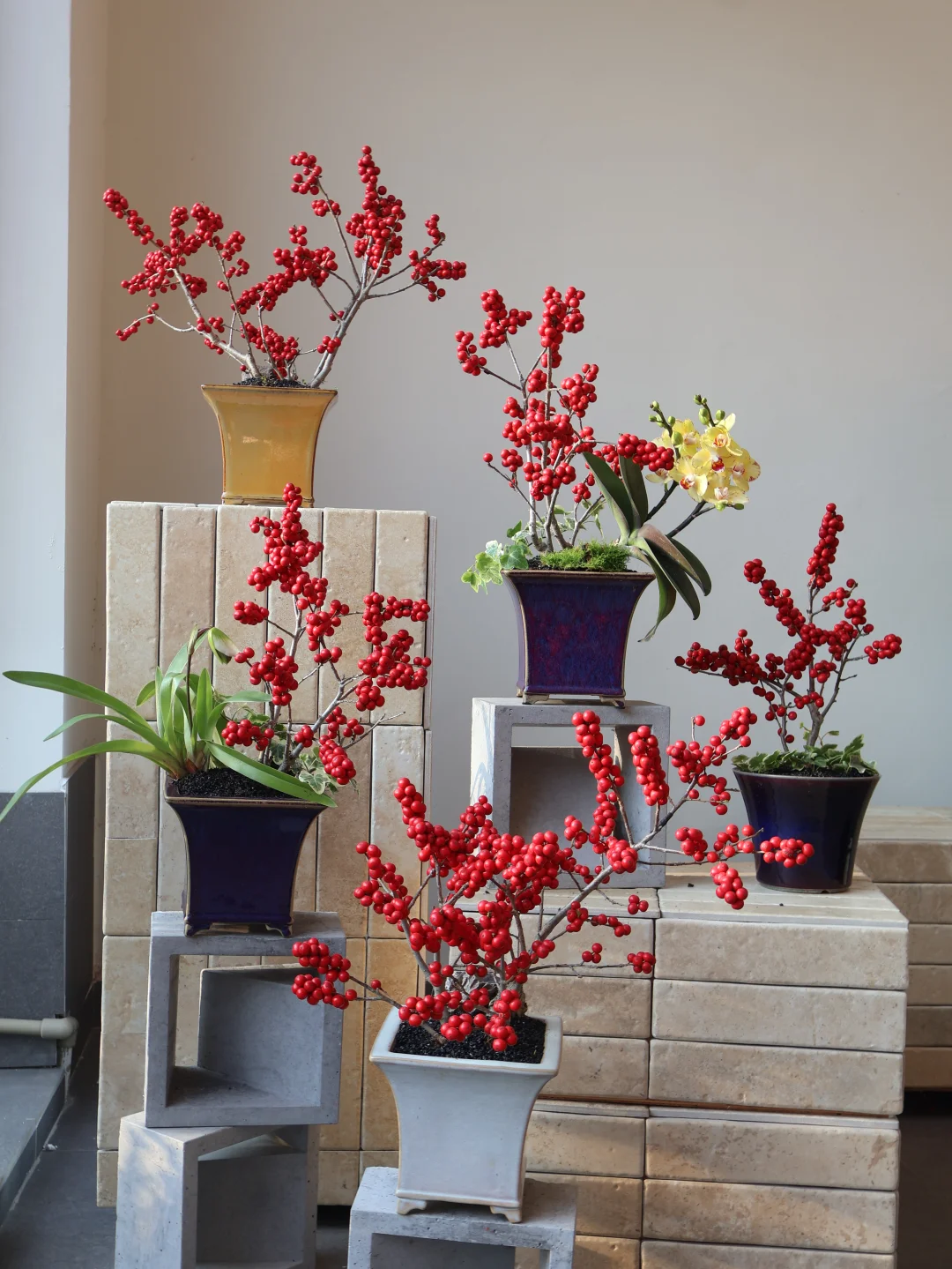 台面款迷你冬青