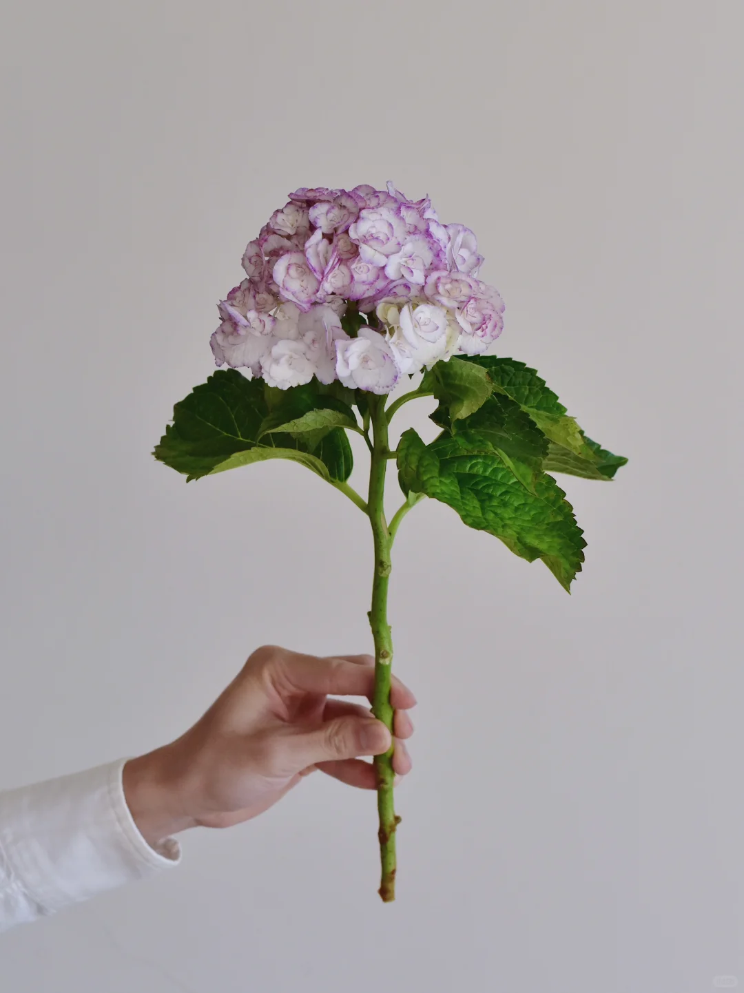 绣球·安吉莉卡