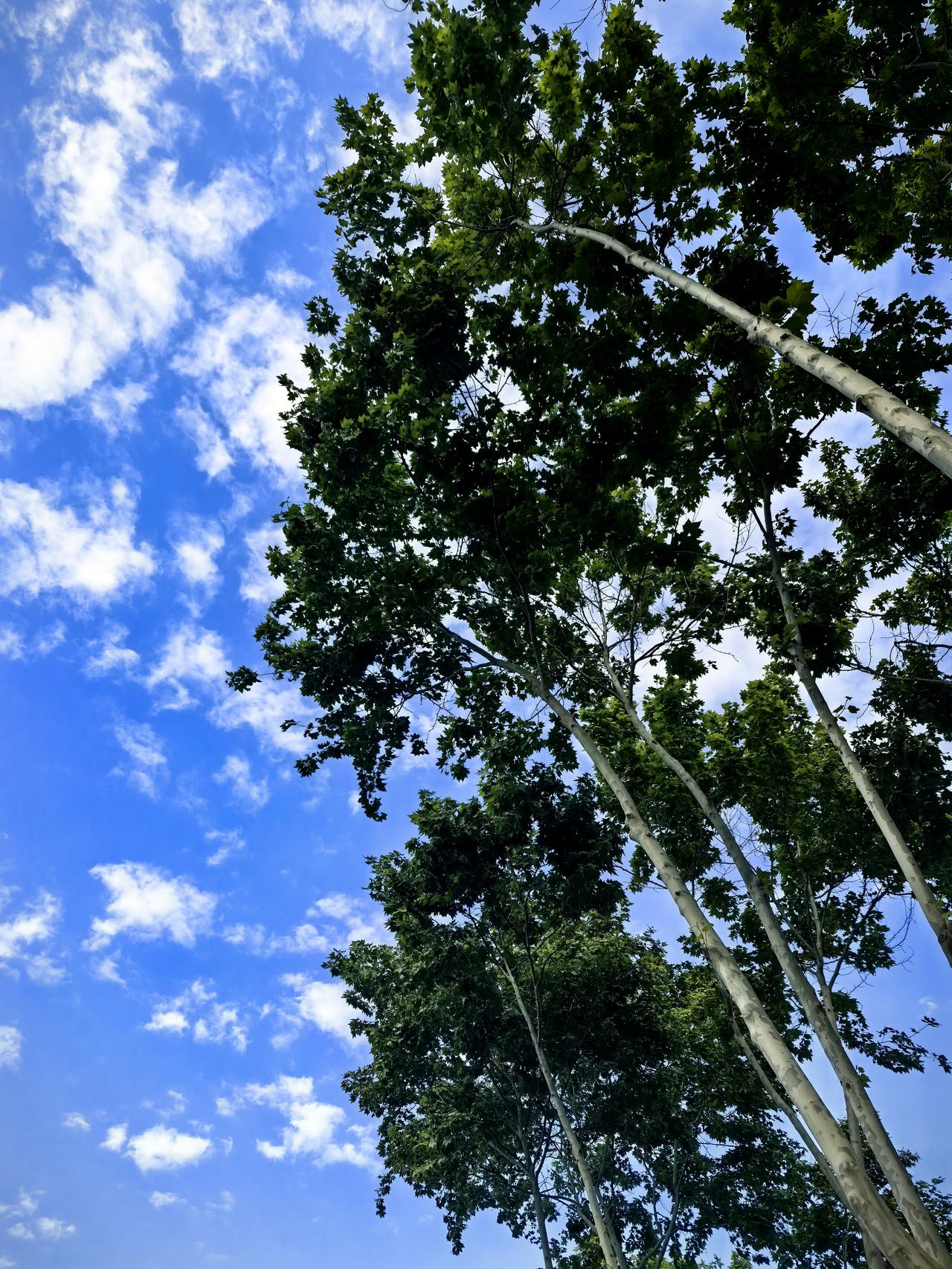 春日生活打卡季抬头看向天空，蔚蓝蔚蓝的颜色，瞬间心情大好，乐呵呵的哼着小曲儿回家