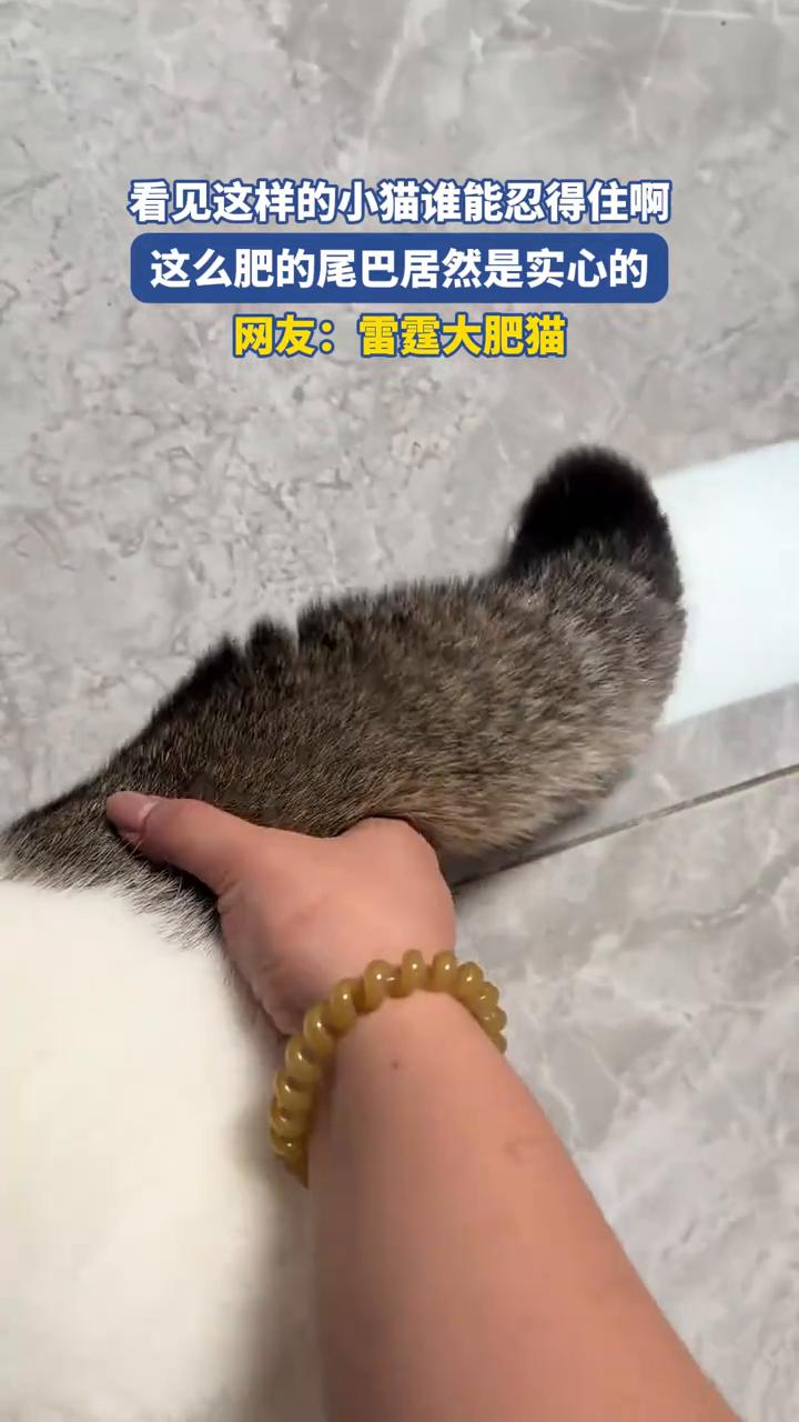 看见这样的小猫谁能忍得住？这么肥的尾巴居然是实心的。网友：雷霆大肥猫。