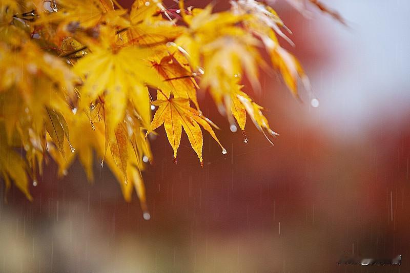 秋雨

一场秋雨一阵凉，
万户炊烟透暖香。
新稻登场仓廪实，
晚蔬入釜粥汤长。