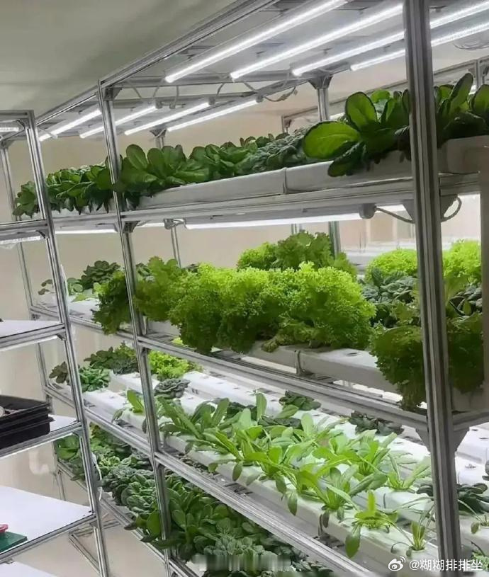 姜妍这也太精致了竟然在家里水培蔬菜，这个量，完全够日常吃了！！ 