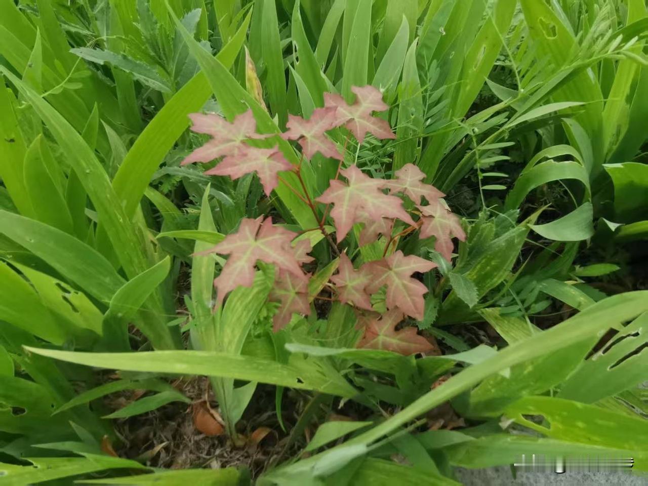 最近真不少人离开头条了，我关注的也有几个宣布停更了。别人越写越坚持不下去，我反倒