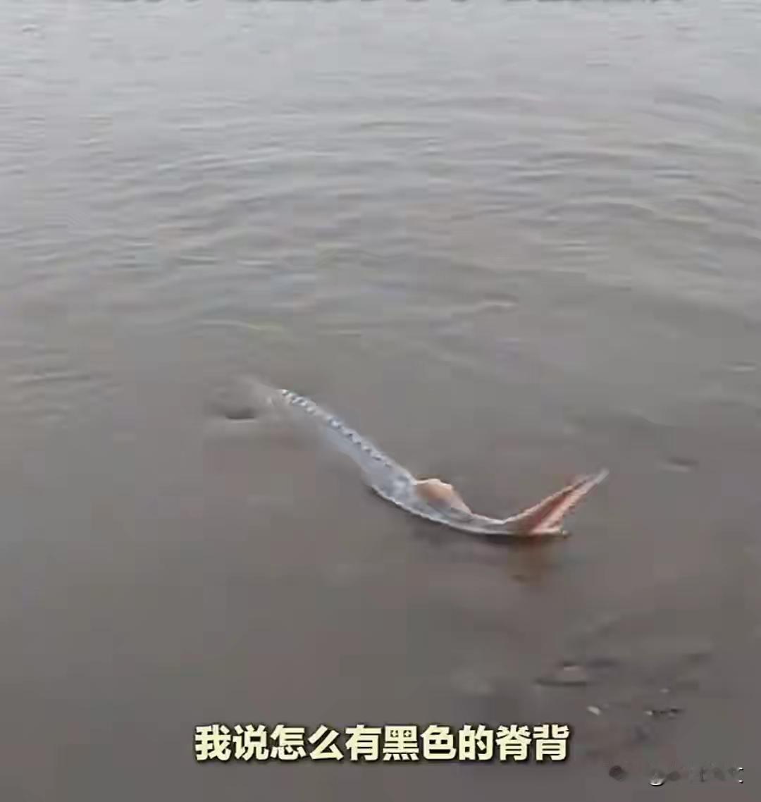 这条“怪鱼”引发了现场一片惊呼，也让人不禁陷入深思。你是否曾经以为钓鱼只是放松心