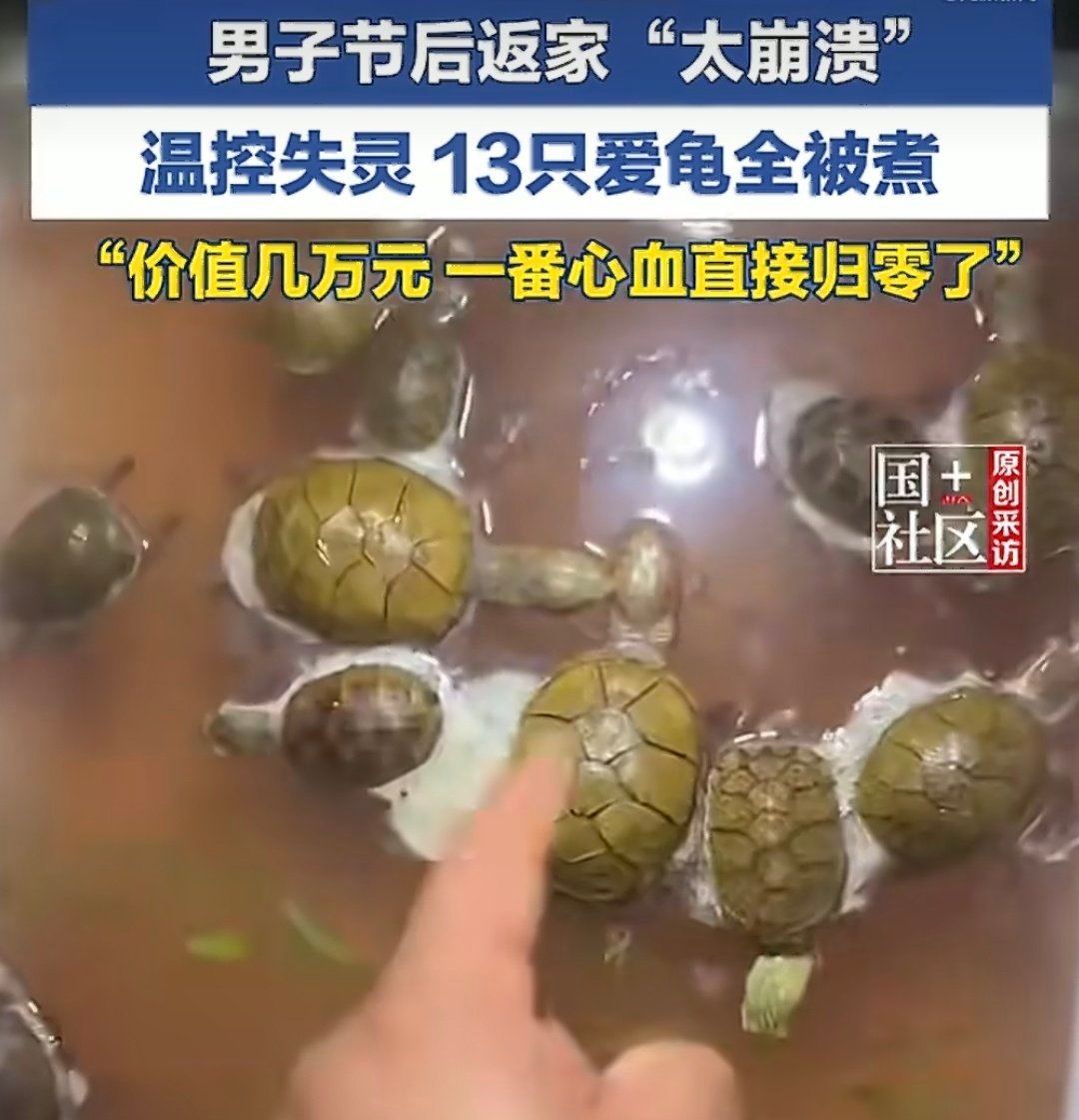 男子节后返家价值几万乌龟全被煮温控失常了，这是设备出问题了。。几万块钱，这个是啥