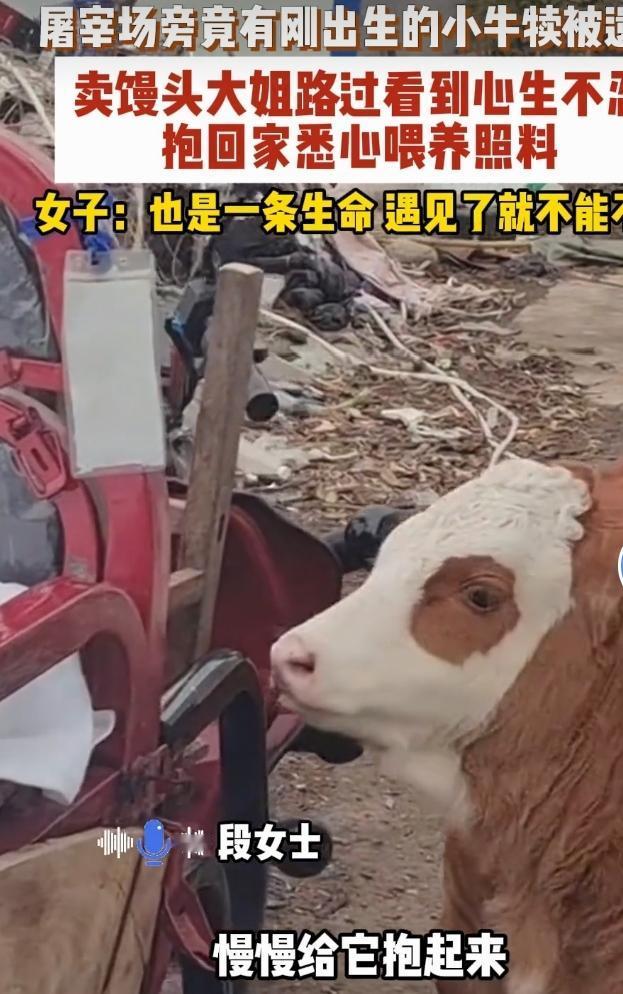 安徽霍邱的段大姐真是太暖了！她靠卖馒头为生，有次路过屠宰场，看到一头刚从母牛肚子