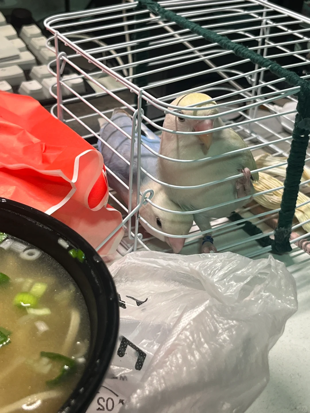 这个小监狱真的是…..哈哈哈哈啊哈