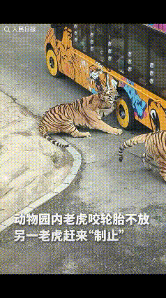 “笑不活了，老虎冲上热搜了！”山东，某动物园老虎看见观光车路过，上前一口咬住了车