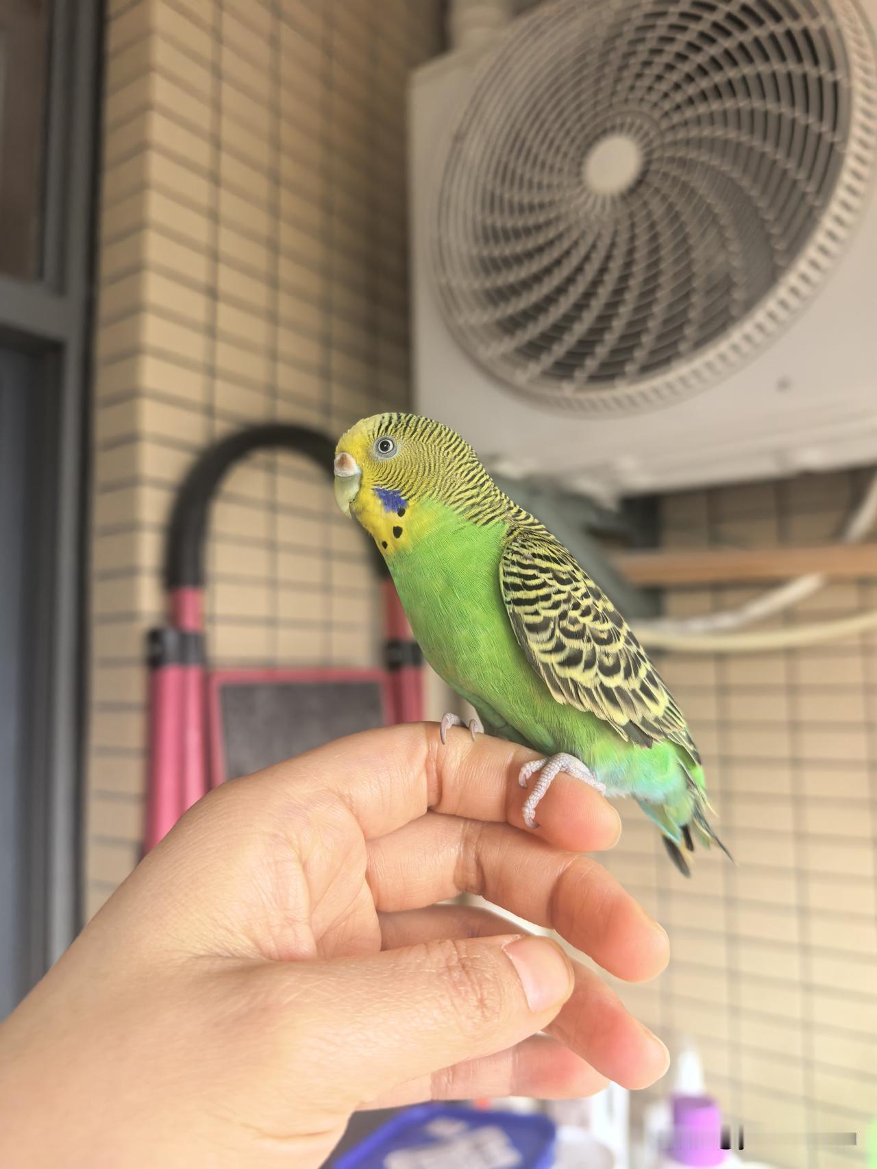 谁还没有一直可爱小鸡🐥，每天叽叽喳喳的