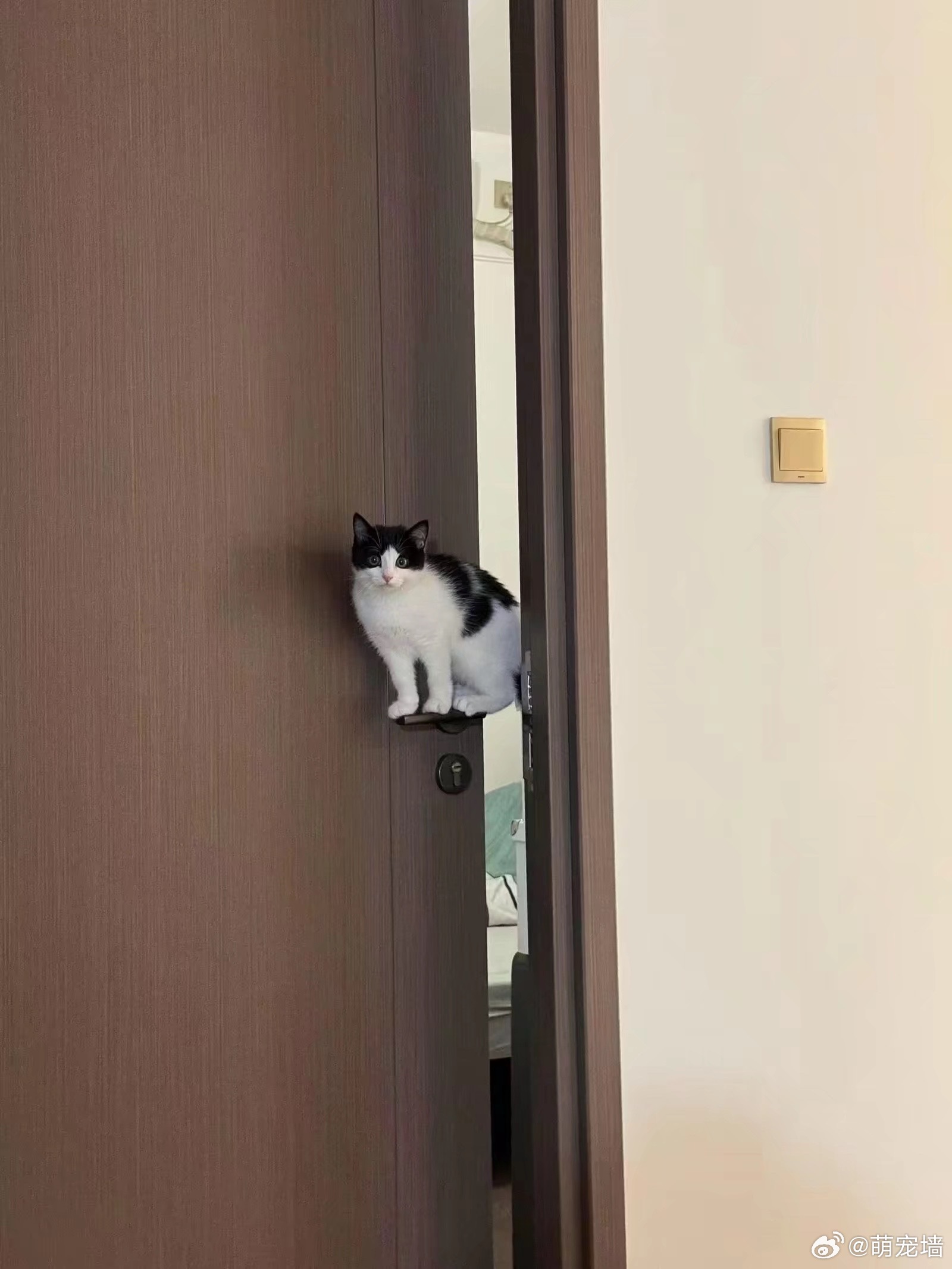这就是奶牛猫的出场方式 