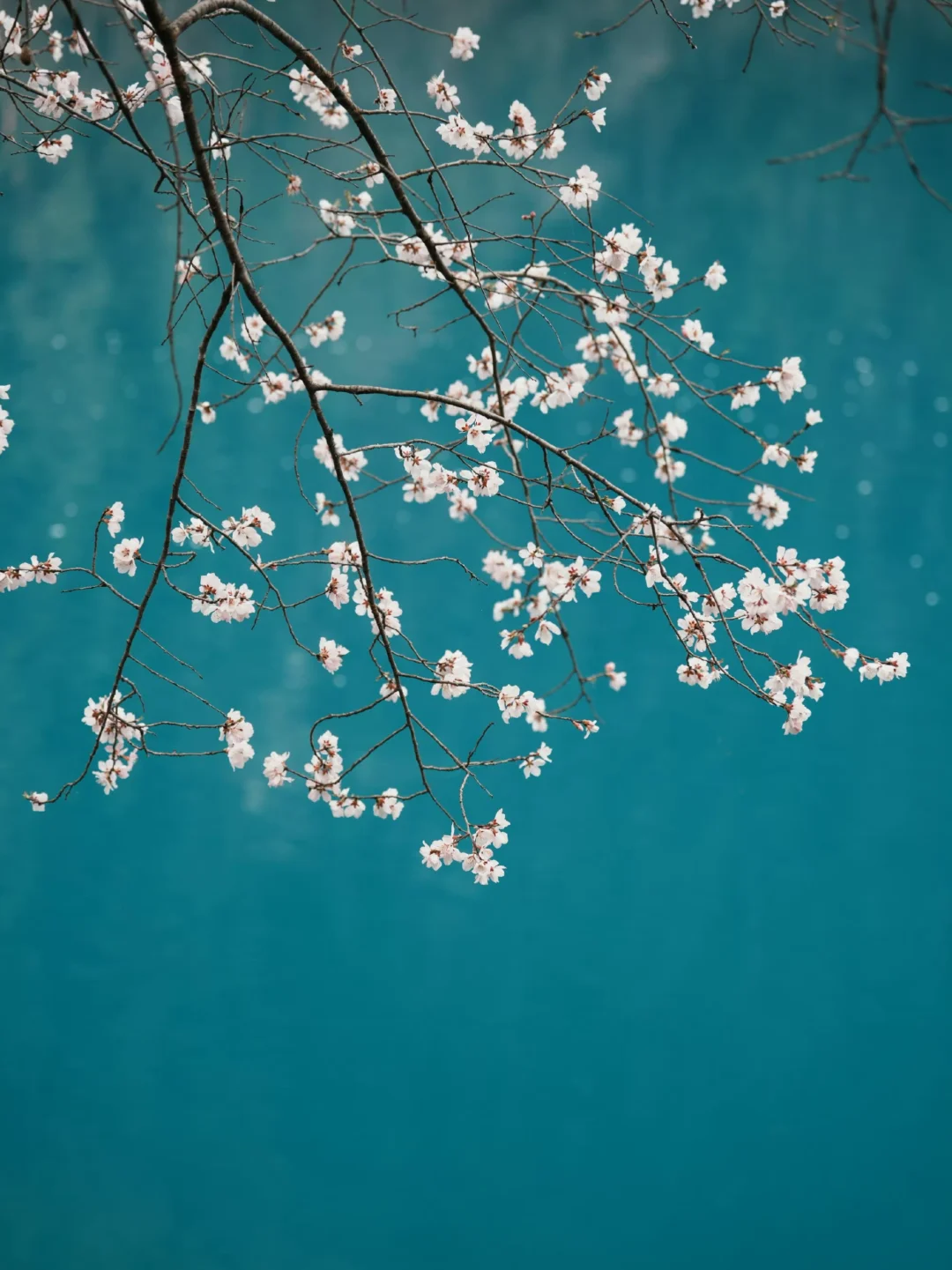 不骗人，3月桃花足以惊艳整个九寨沟的春天