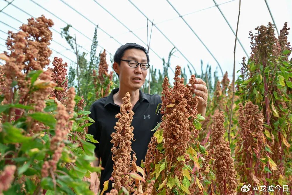 山西推进有机旱作农业高质量发展观察     十年来，一场深刻的农业变革在这片黄土