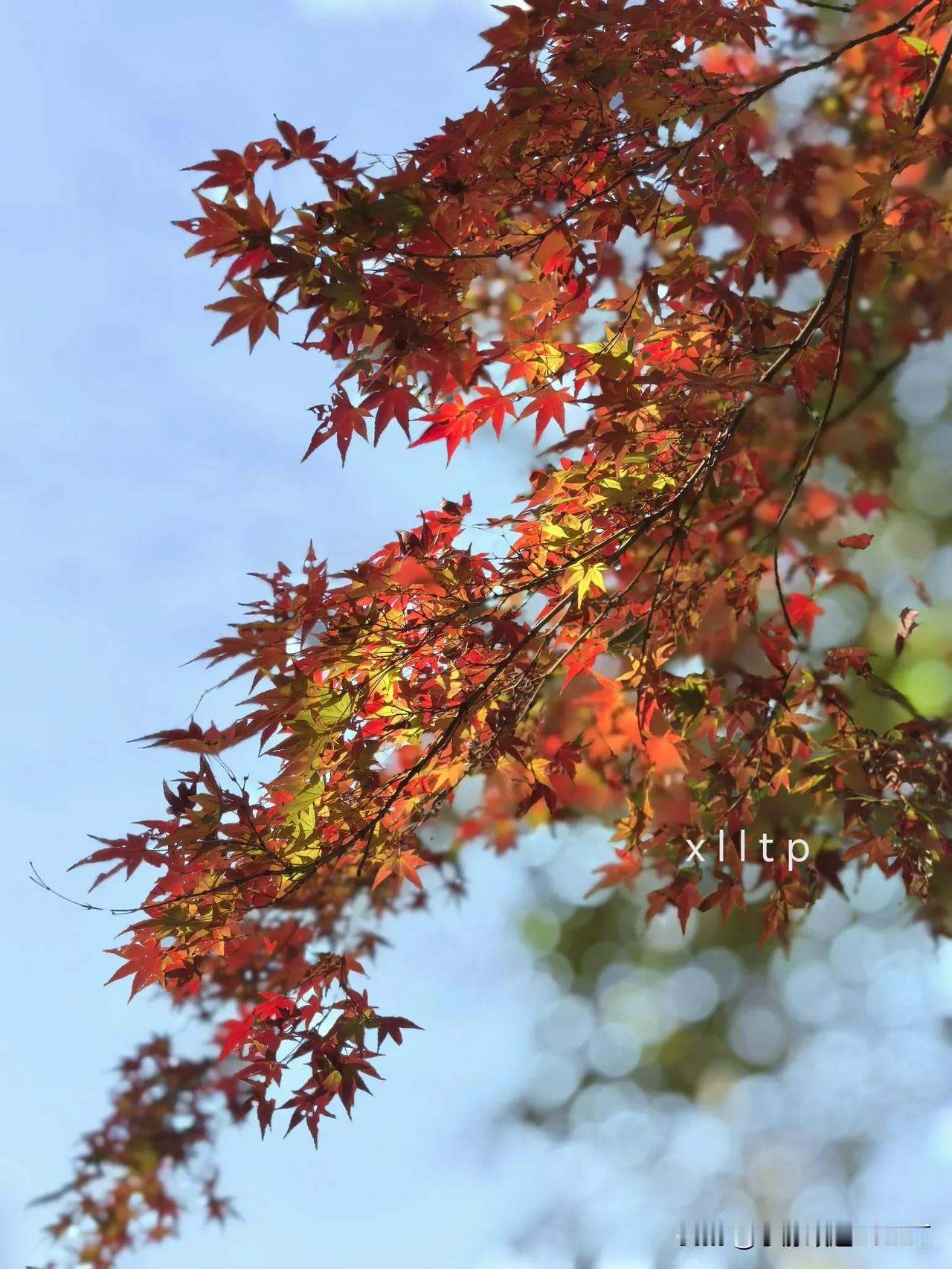 初冬赏红枫（原创）
拍摄地点：南京中山植物园（北园）红枫岗。拍摄时间2024.1