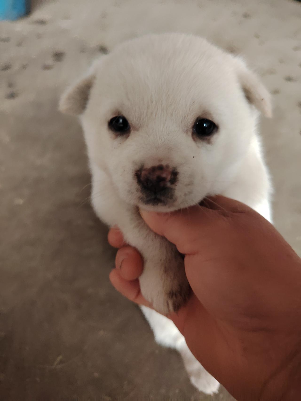 晒图笔记大赛 萌宠日常：可爱的小奶狗被温柔地抚摸，萌化你的心！🐶💕