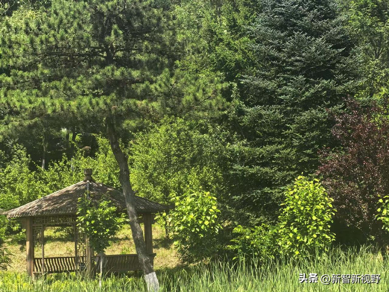 静谧的森林小亭，绿意盎然，心旷神怡。