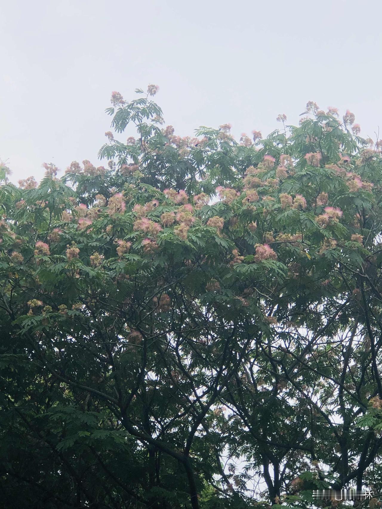出门随手拍了路边上满树合欢花，粉绒绒的小花藏在绿叶间，阴天看着反倒格外柔和。微风