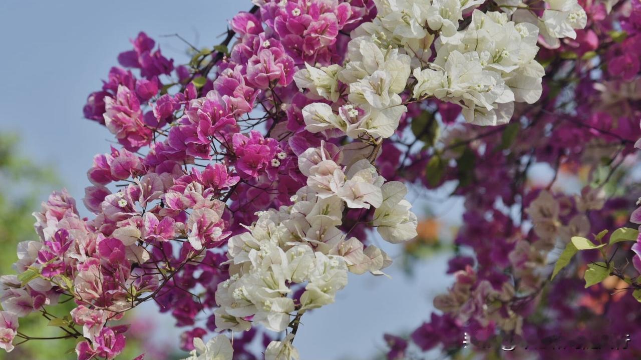 晒图笔记大赛五彩缤纷的簕杜鹃，一片姹紫嫣红的花海，梦幻般春天的色彩分享手机里随手
