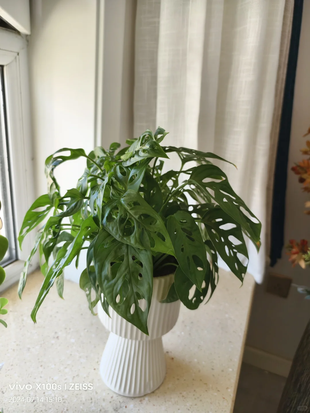 仙洞龟背竹买家秀✨好养省事的绿植✨