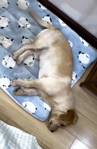 腿短的像是板凳 ​​​