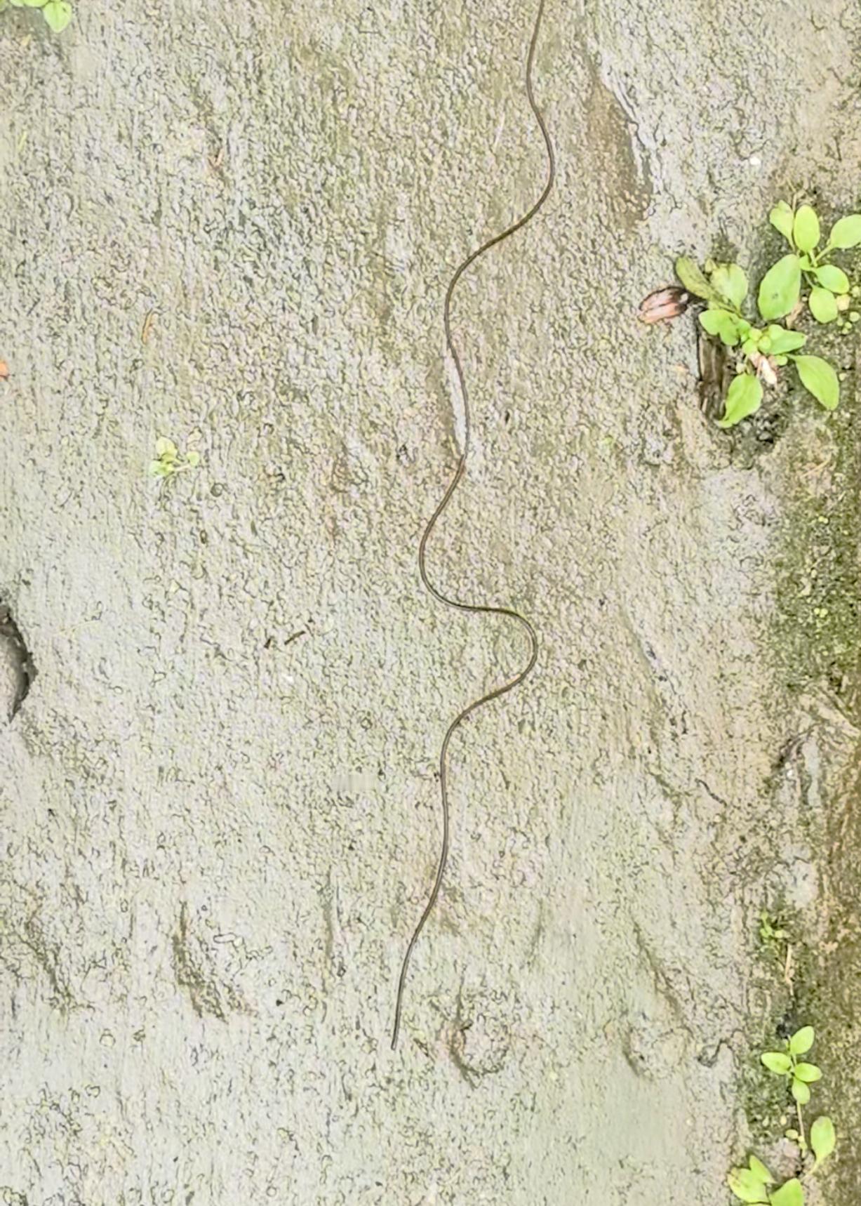 这是什么虫啊？在离堆公园的山里，沟里，路上，随处可见这种蠕动的长虫。像线一样。好