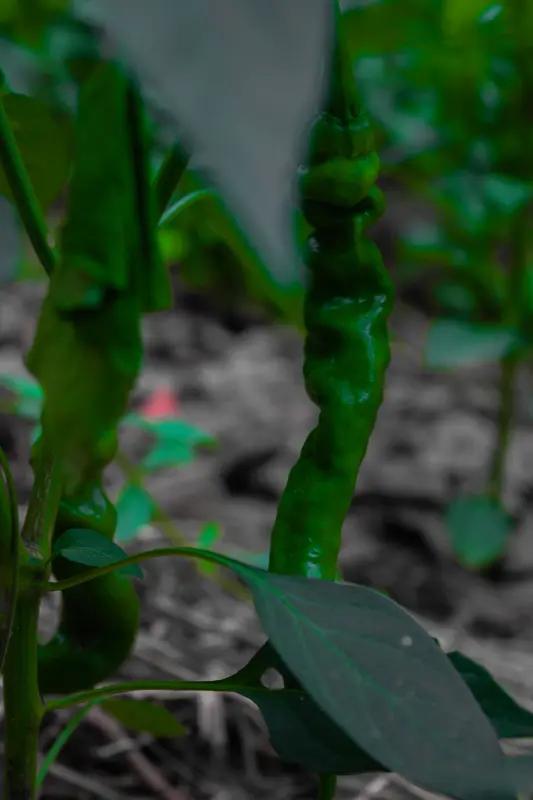 环境可以荒芜，心不能。只要根还在向下扎，再贫瘠的日子，也能长出属于自己的那片绿。