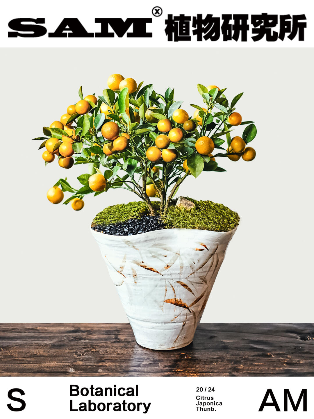 金桔｜Citrus Japonica Thunb