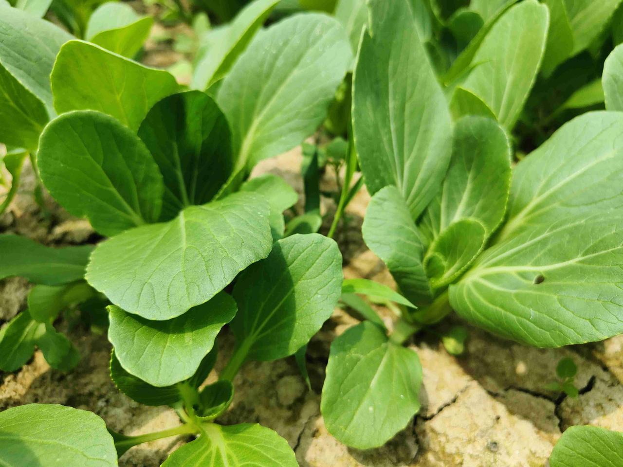 夏季温度高，降雨多，害虫发生严重。小青菜最容易遭受害虫危害，尤其是菜青虫、甜菜夜