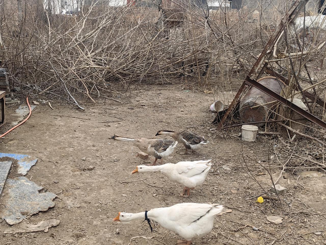 看家护院的四大天王，陌生人靠近，两个白大哥引吭高歌，厉声警告，真的尽职尽责。[送