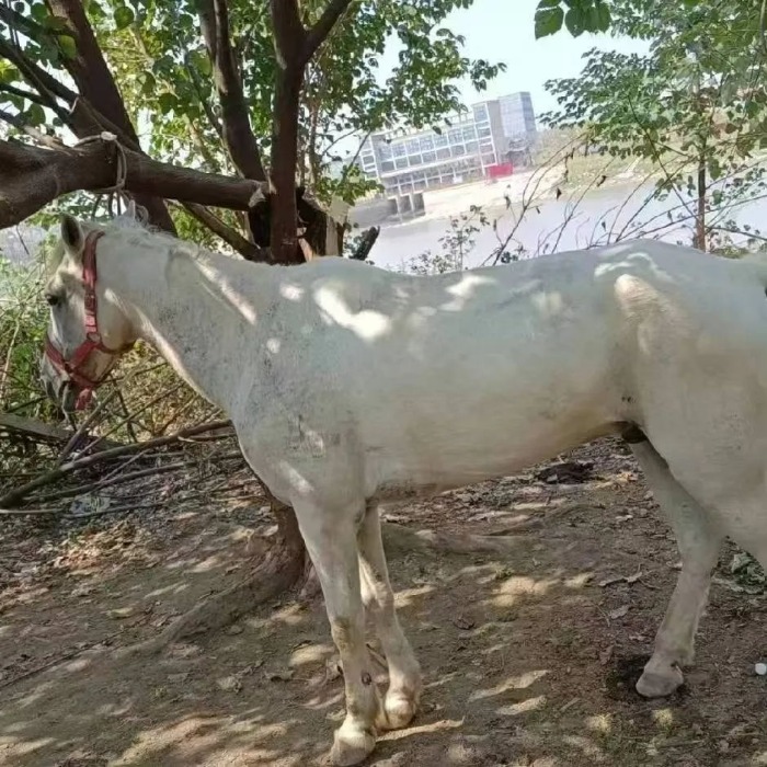 救人的“白龙马”病情好转了 骑马者说：救人时它游得特别好