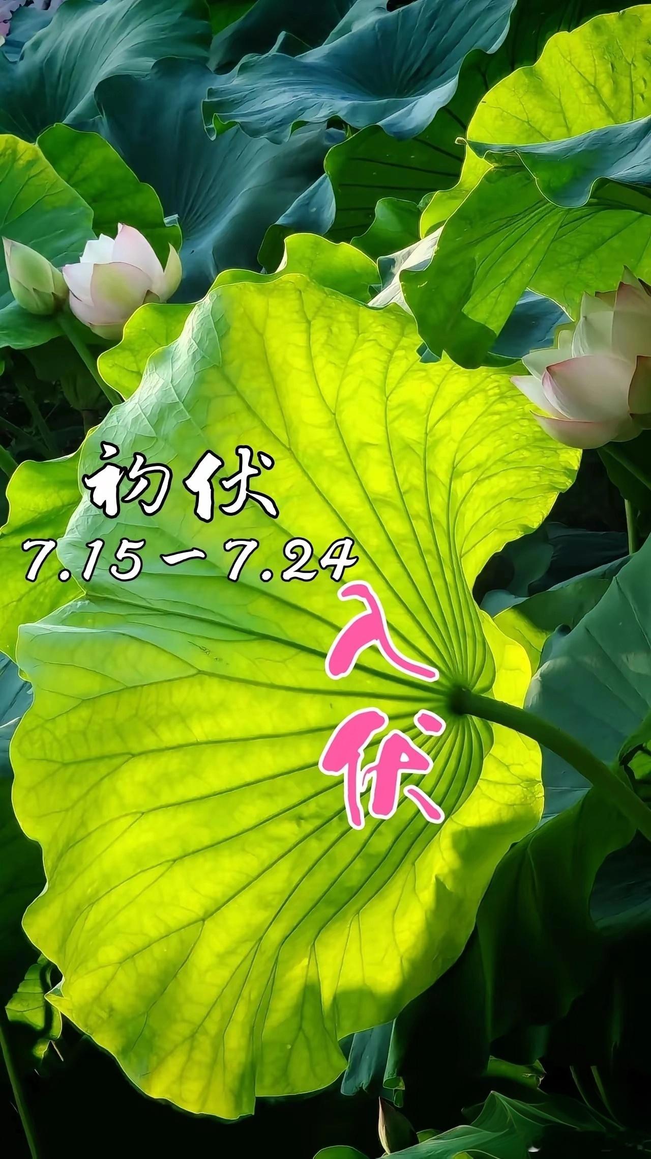初伏安夏心浮未定时逢伏暑气蒸腾夏日长溽热随风侵腑脏烦阳逐势扰心房日常慎护清虚火动
