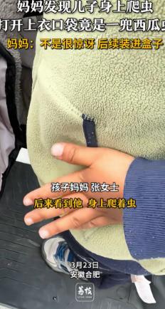 万万没想到！安徽合肥，女子发现孩子衣服上有虫子爬，她过去找了半天，最后掀开衣兜一