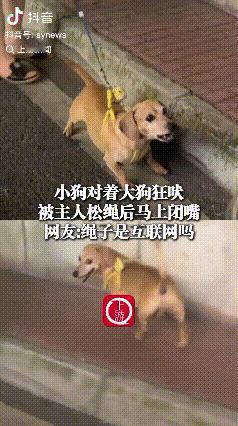 狗仗人势这个词被这只腊肠犬演绎的淋漓尽致。网友：绳子是互联网吗？一摘就断网！
