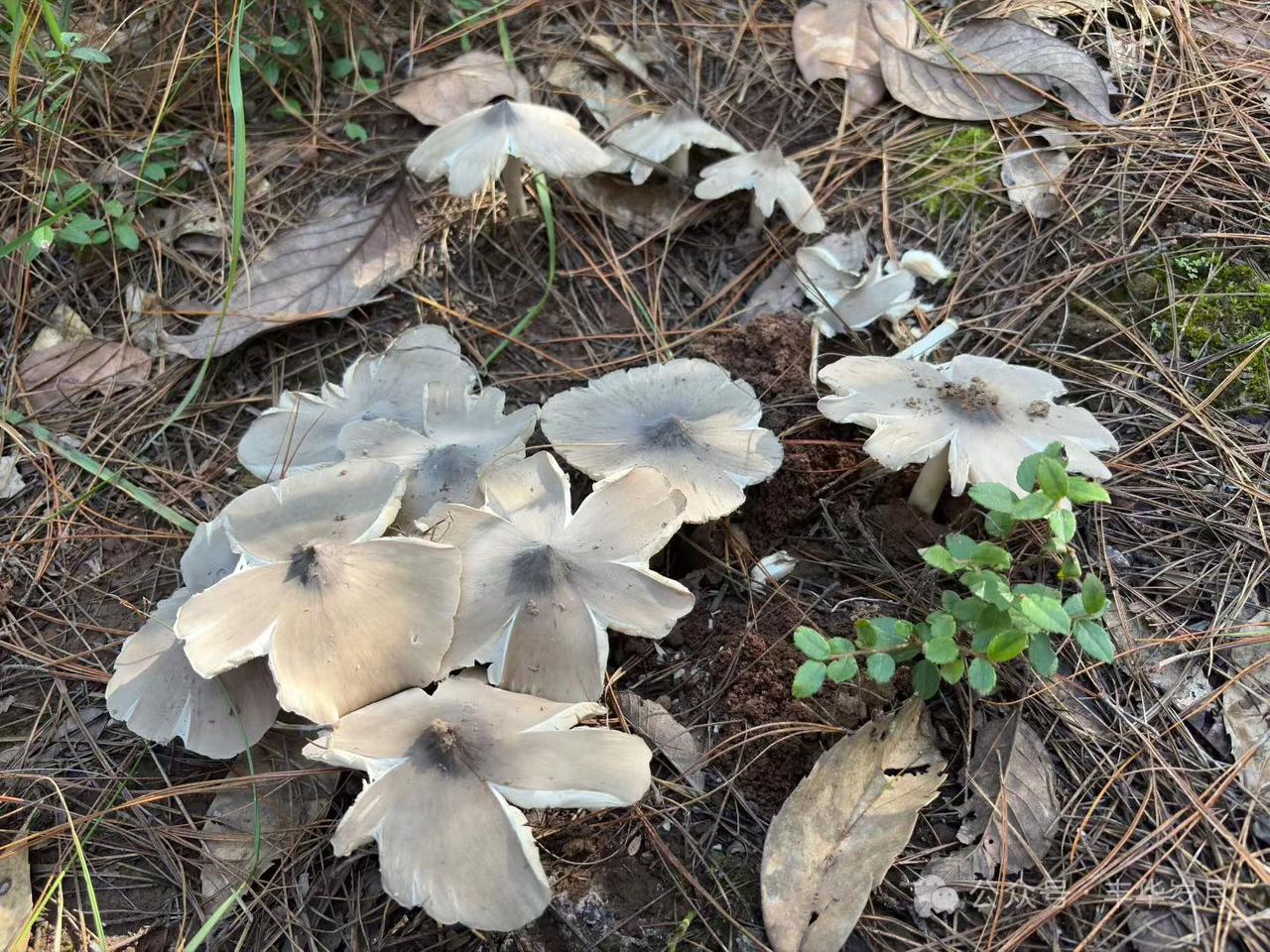 云南野生菌
晒晒家乡的野菜