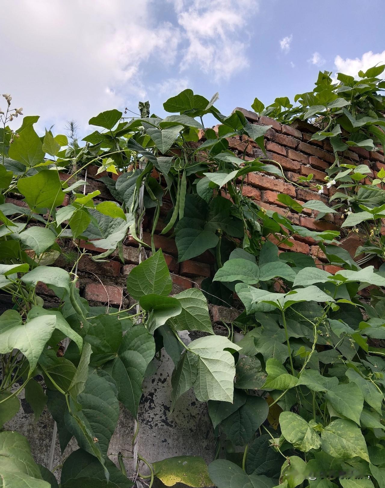 石棉瓦和石棉的危害！

家人们，今天聊个关乎全家健康的关键话题——石棉瓦！可能很